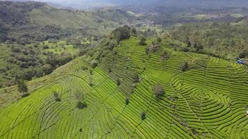 luchtfoto van theeplantage in Indonesië video