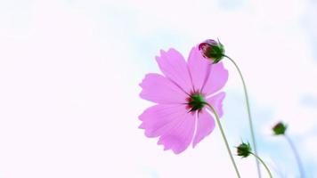 o campo cosmos está florescendo rosa no inverno. video