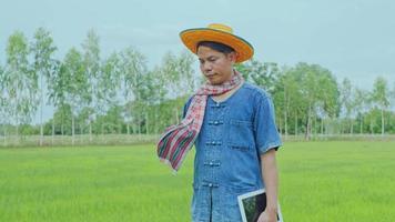 An Asian farmer surveys the rice fields in the fields. video