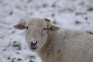 sheeps in the winter photo