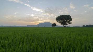 timelapse amanecer por la mañana en el campo de arroz. video