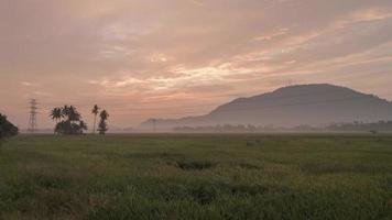 Timelapse fog weather early morning of rice paddy field. video