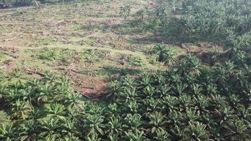 luftaufnahme landlichtung auf einer ölpalmenplantage in malaysia, südostasien. video