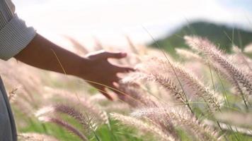 Slow motion van vrouw hand aanraken van biologische tarwebloem op platteland of boerderij achtergrond, lente zomer en reizen concept video