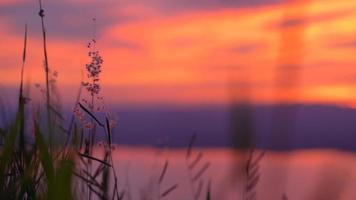 close-up mooie weide bloem over de zonsondergang hemel achtergrond. lente en zomer natuurlijk concept video