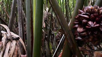 palmeira de mangue, nypa fruticans, palmeira de nipa na floresta tropical de mangue. video