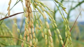 close-up gele oren van rijst klaar om te oogsten. video