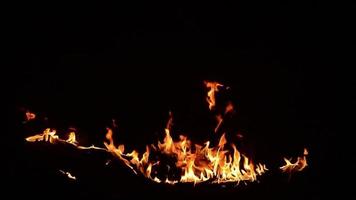 vuur fakkel branden ontploffing explosies jungle vuur kampvuur, video