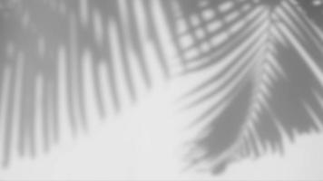 concepto de verano el movimiento de la superposición de la sombra natural de la luz solar de las hojas sobre el fondo de textura blanca, para la superposición en la presentación del producto video