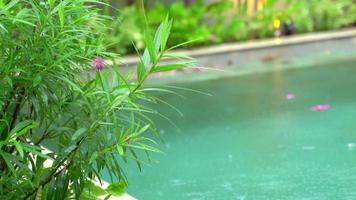 gotas de lluvia en la planta verde en el jardín con fondo de piscina