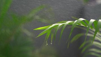 Slow motion of spray bottle watering to tropical palm tree, freshness and springtime concept