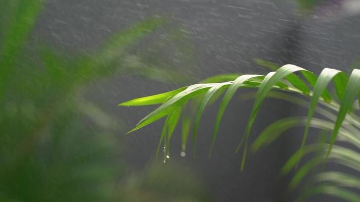 毛毛雨影片