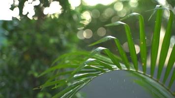 Slow motion of watering to tropical palm tree, freshness and springtime concept video