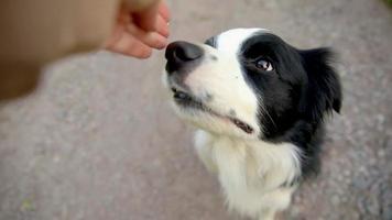 Unrecognizable person owner hand feeding funny smart hungry puppy dog with treat as reward for good behavior. Training of pet dog border collie. Owner with cute playful dog outdoors video
