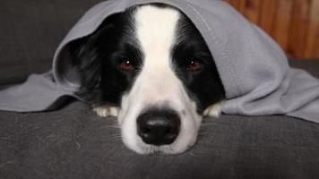 divertente cucciolo di cane border collie sdraiato sul divano sotto il plaid al chiuso. piccolo cane da compagnia a casa che si tiene al caldo nascosto sotto una coperta nel freddo autunno autunno inverno clima. concetto di umore hygge della vita degli animali da compagnia video