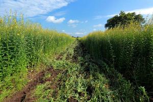 Crotalaria plants in the legume commonly grown as a green manure. And used as cattle feed, as well as to the beauty of a tourist attraction. photo