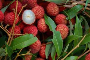 Lychee, Fresh lychee and peeled showing the red skin and white flesh with green leaf . photo