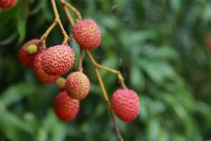 fresh lychee on tree in lychee orchard. photo