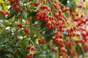 fresh lychee on tree in lychee orchard. photo