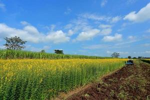 crotalaria plantas en la leguminosa comúnmente cultivada como abono verde. y utilizados como alimento para el ganado, así como para la belleza de una atracción turística. foto