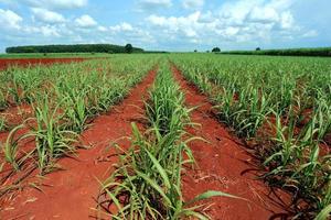 sugarcane field with blue sky photo