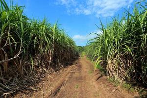 sugarcane field with blue sky photo