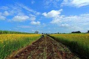 Crotalaria plants in the legume commonly grown as a green manure. And used as cattle feed, as well as to the beauty of a tourist attraction. photo