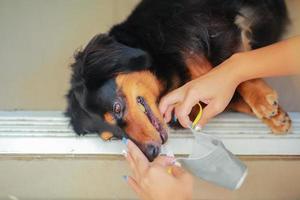 Dog wearing safety especially a mask to protect  dust Pm 2.5 and Corona virus, covid 19  on cute black dog. Concept covid-19 coronavirus pandemic and prevent pets you love. photo