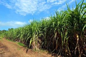 sugarcane field with blue sky photo