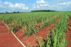 sugarcane field with blue sky photo