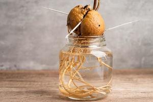 Planta de brote de aguacate de la semilla que crece con la raíz en un vaso de agua. foto