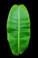 green banana leaf isolate with line pattern. photo