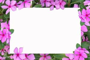 Paper Card Mockup on a Green Leaves,White blank space for text with flowers as backdrop,frame design, West indian periwinkle. photo