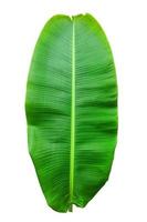 green banana leaf isolate with line pattern. photo