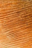 Grunge Texture of Brown Wood photo
