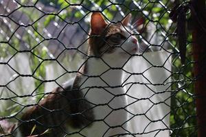 gato callejero solitario y hermoso foto