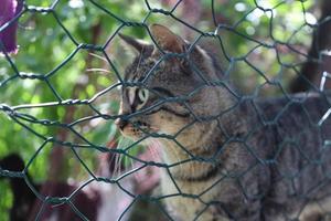 gato callejero solitario y hermoso foto