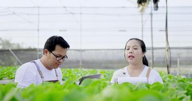 Front view, close up shot, Young couple working hydroponics farm, They examined the Green oak, woman checking list order on paper and young man checking on laptop computer. video