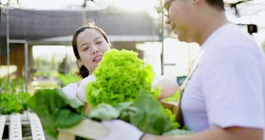 Close up shot, Happy Asian young couple picking fresh lettuce from the lettuce farm and collecting it in wooden basket, They are talking with happiness together video