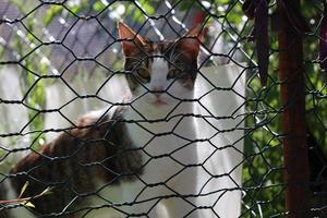 lonely and beautiful stray cat photo