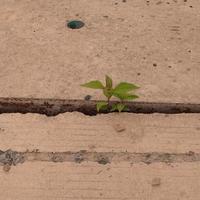 Focus on the green plants growing in the cement trench. photo