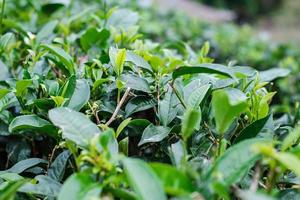 hojas de té en una colina de jardín de té por la mañana. agricultura y fondo natural foto