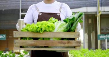 tiro inclinado hacia arriba, retrato de un granjero asiático feliz que lleva una cesta de ensalada de verduras frescas en una granja orgánica, una granja hidropónica en un invernadero, una pequeña empresa con el concepto de agricultura orgánica video