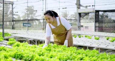 jovem agricultor asiático, proprietário da fazenda hidrelétrica, verificando a qualidade da folha de alface de carvalho verde em sua fazenda de cultivo de vegetais hidropônicos orgânicos