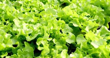 bovenaanzicht, close-up groene frisse salade in hydrocultuur in moderne kas. gezond biologisch voedsel, biologisch vers geoogst groenteconcept. video