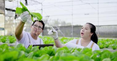 framifrån, närbild, ungt par som arbetar med hydroponics gård, de undersökte rötter av grön ek, kvinna kontrolllista ordning på papper och ung man kontrollerar på bärbar dator. video