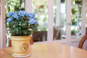 Beautiful blue hydrangea bush flower in pot on wooden table with copy space photo