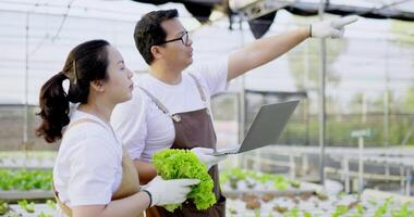 Close up, side view of young couple working in greenhouse with laptop computer, organic fresh harvested vegetable concept. video