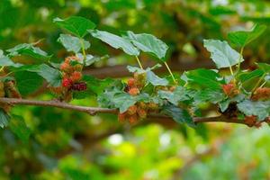 Branch of Mulberry in farm in Close-up. photo