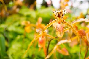 Orange and pink paphiopedilum orchid flower photo